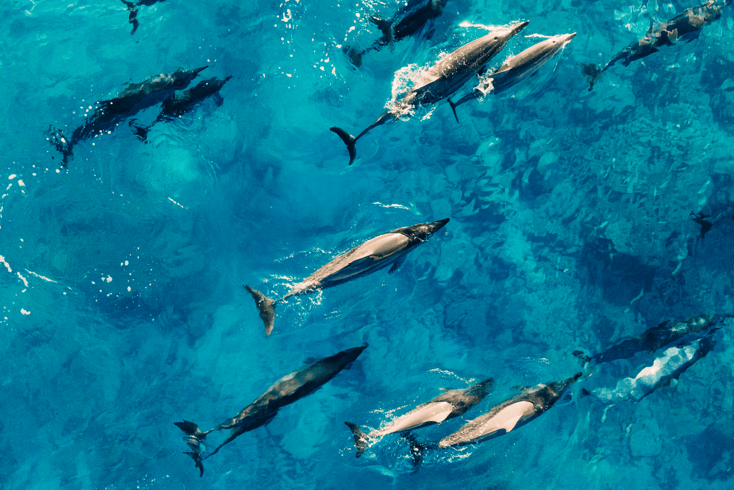 Salty Sports Kitesurfing Safari Red Sea Egypt Swimming with wild dolphins